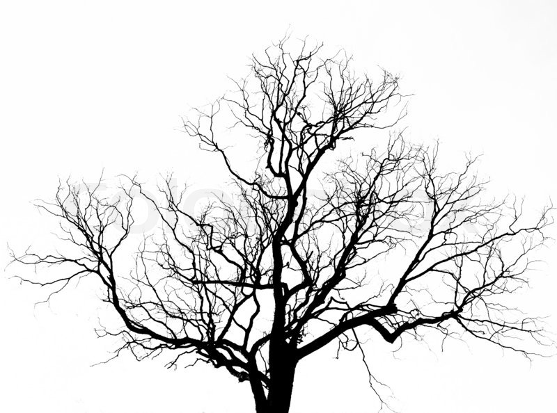 800x594 Dead Tree Without Leaves Stock Image Colourbox