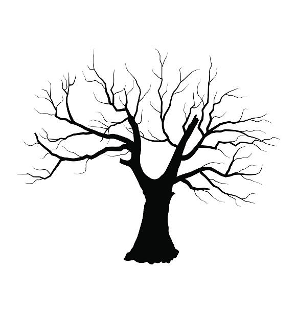 581x612 Dead Tree Outline Clipart