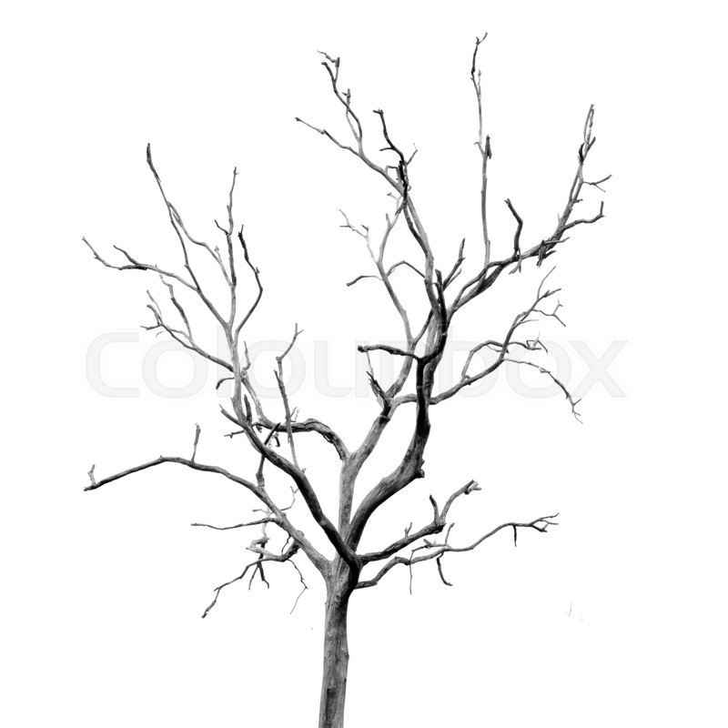 800x800 Dead Tree Without Leaves Stock Photo Colourbox