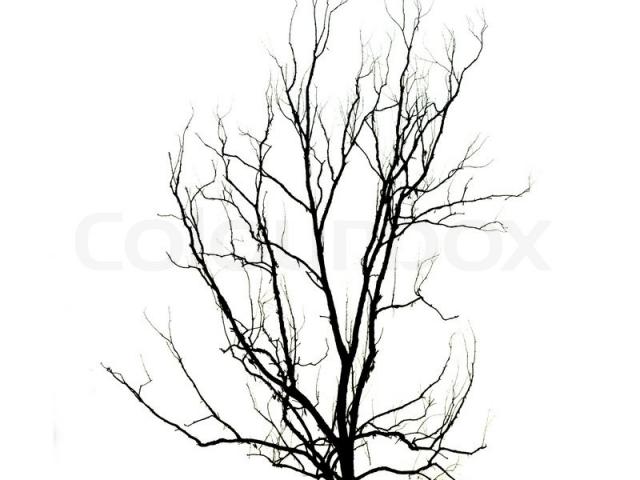 640x480 Drawn Dead Tree Dead Plant