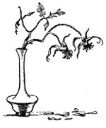 150x181 Is My Clematis Dead