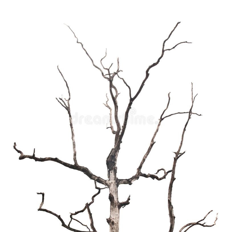 800x813 Pictures Of Tree Branches Branches Of Dead Tree Stock Photo Image