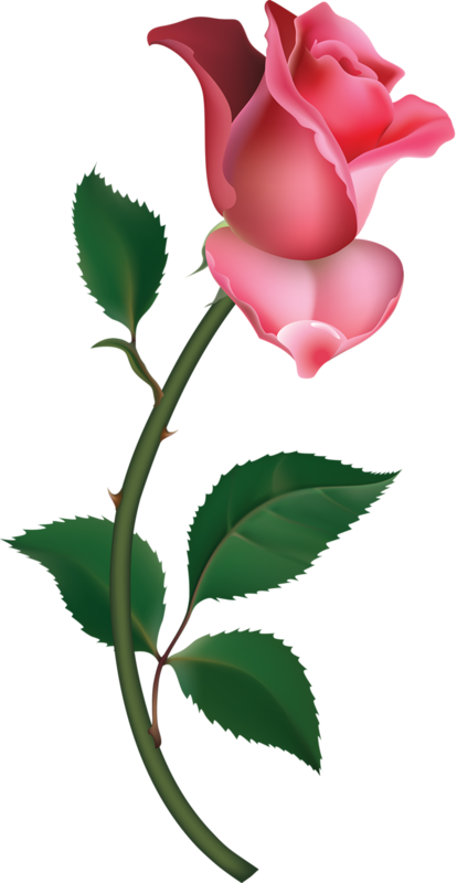 414x800 Dead Rose Png Images In Collection