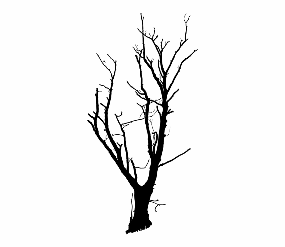 920x796 Twig Drawing Tree Limb