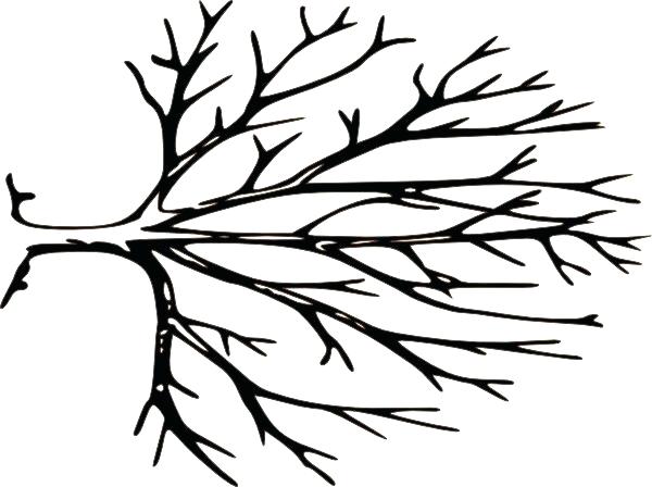 600x448 Oak Tree Line Drawing