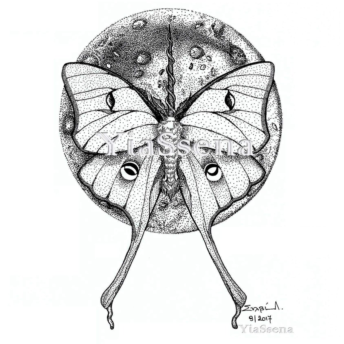 Death Head Moth Drawing