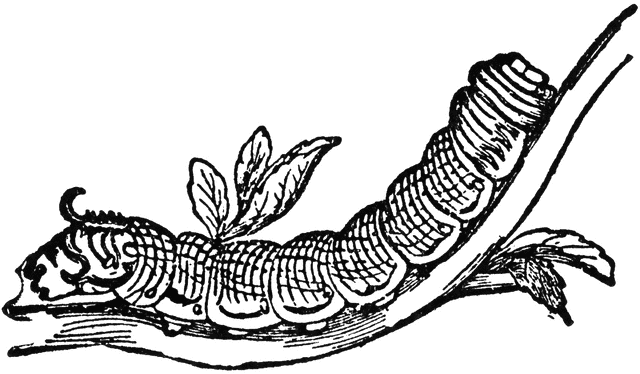 640x374 Death's Head Moth Caterpillar Clipart Etc