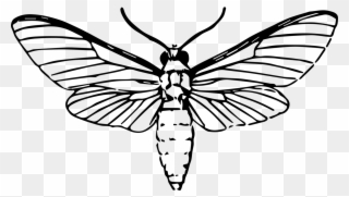 320x181 Deaths Head Moth Clipart Skull