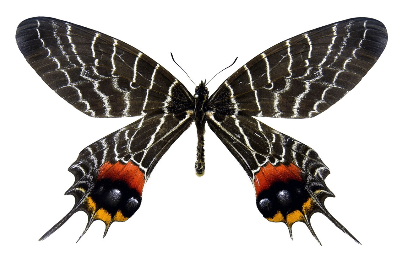 1280x832 Get To Know The Symbolism And Meaning Of A Black Butterfly