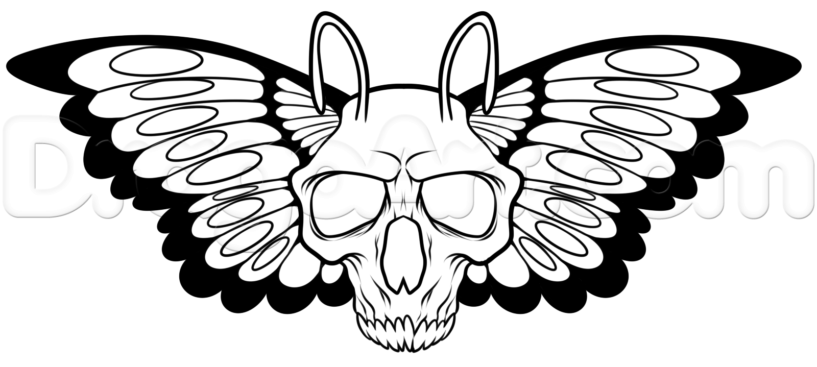 1600x719 How To Draw A Moth Skull, Step