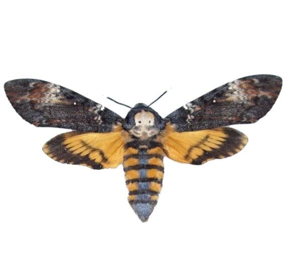 570x555 One Real Silence Of The Lambs Death's Head Moth Acherontia Etsy