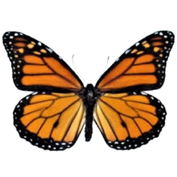 570x570 real butterflies, moths, beetles insects for sale, framed