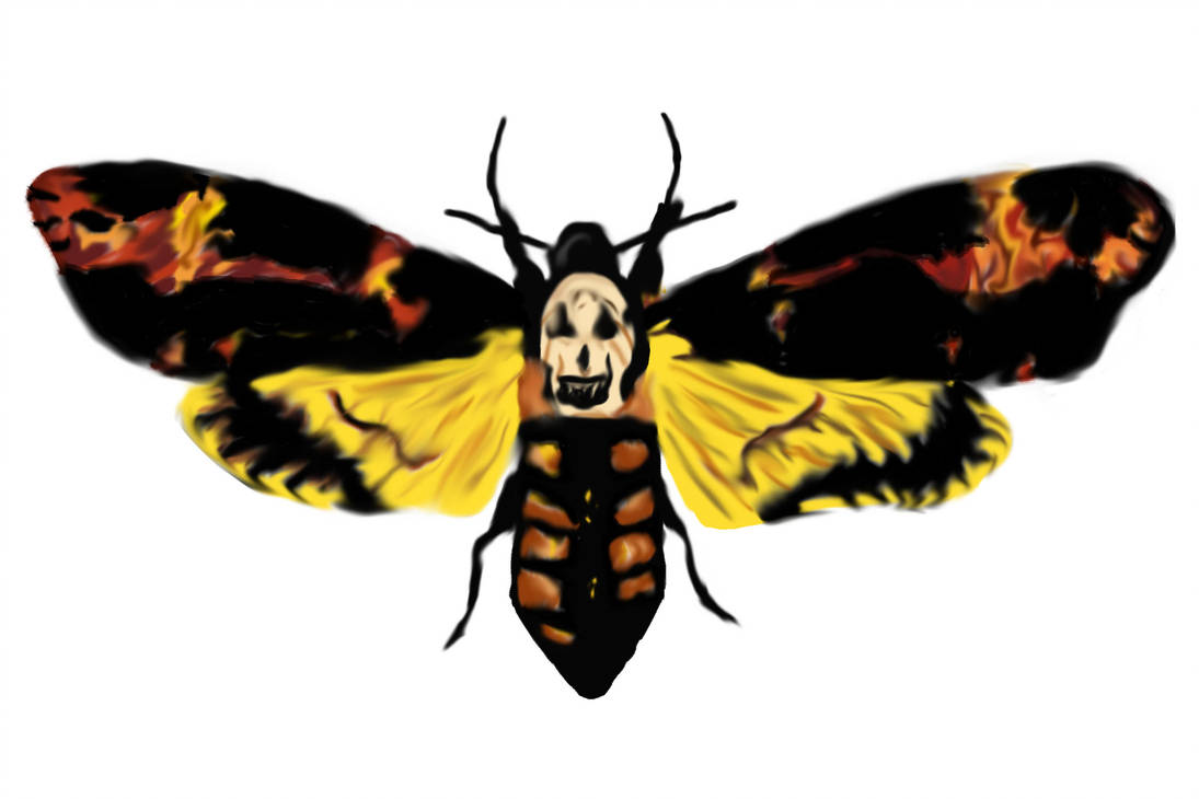 Death Head Moth Drawing Free download on ClipArtMag