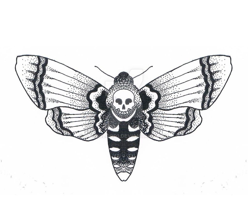 1024x820 Moth Drawing Outline For Free Download