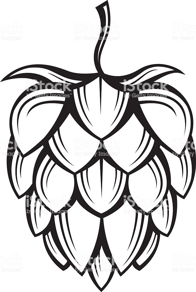 687x1024 free clipart hops and barley