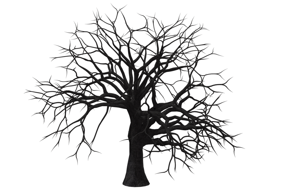 1024x645 deciduous tree download free clipart with a transparent background