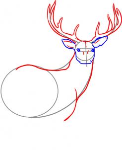 246x302 How To Draw A Deer, Step