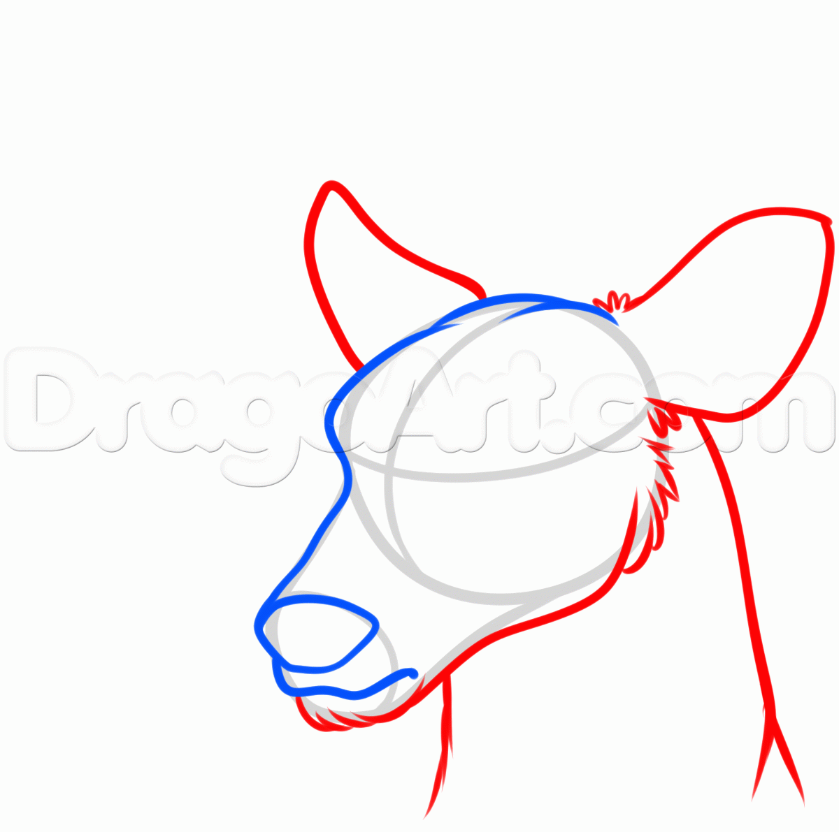 1200x1191 How To Draw A Deer Head, Step