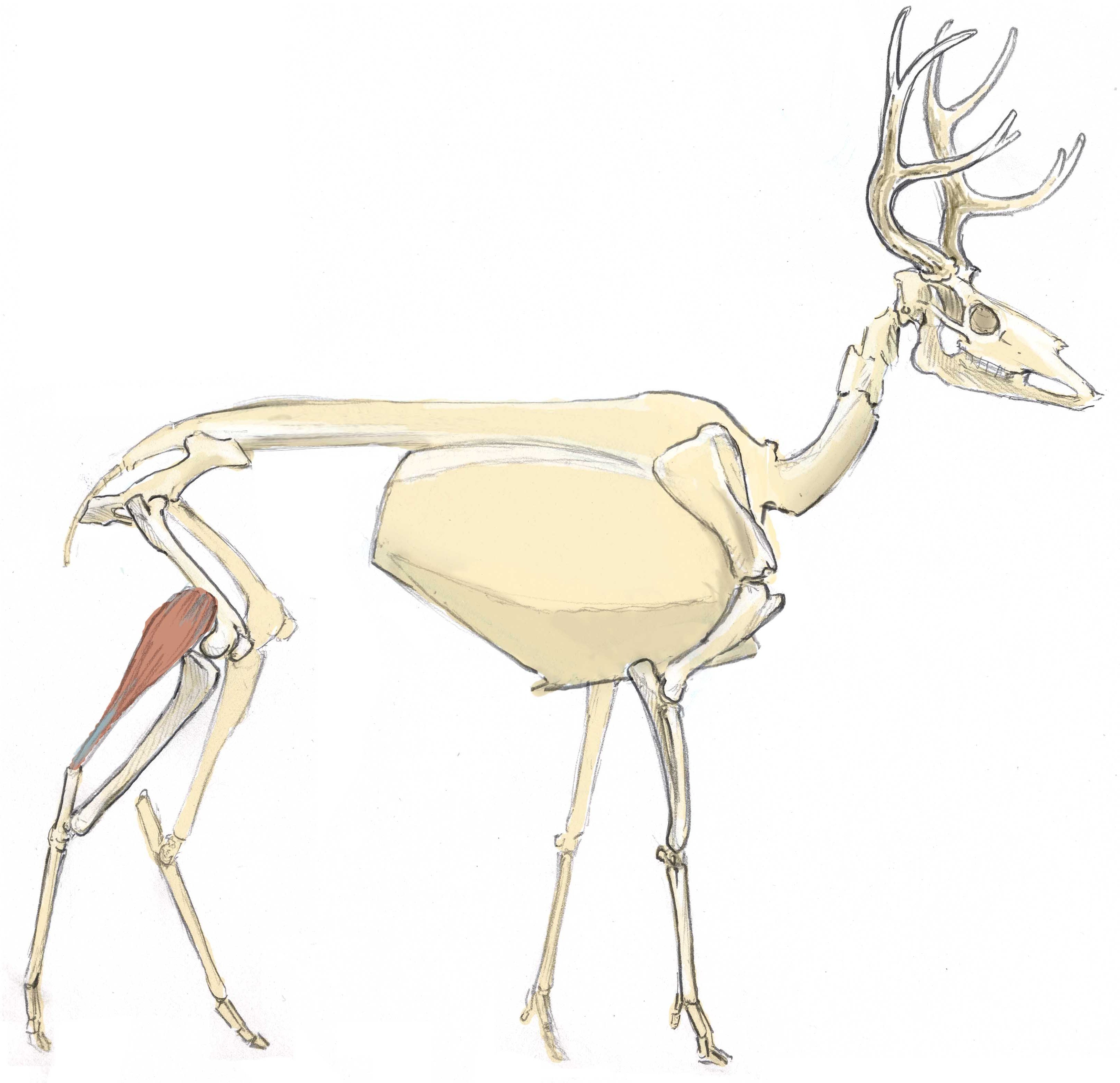 3251x3145 How To Draw A Deer Anatomy