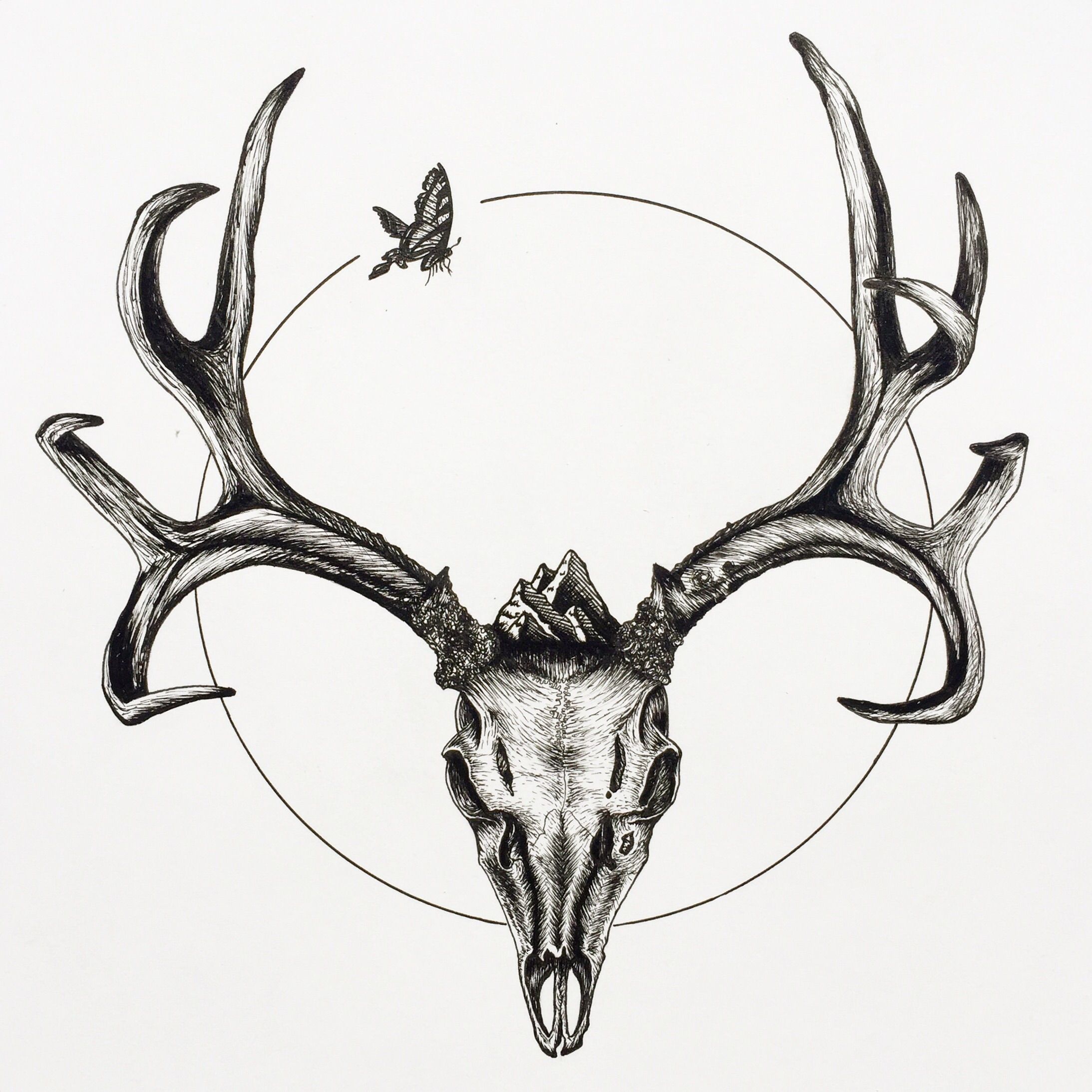 2187x2187 Huge Collection Of 'mule Deer Skull Drawing' Download More Than