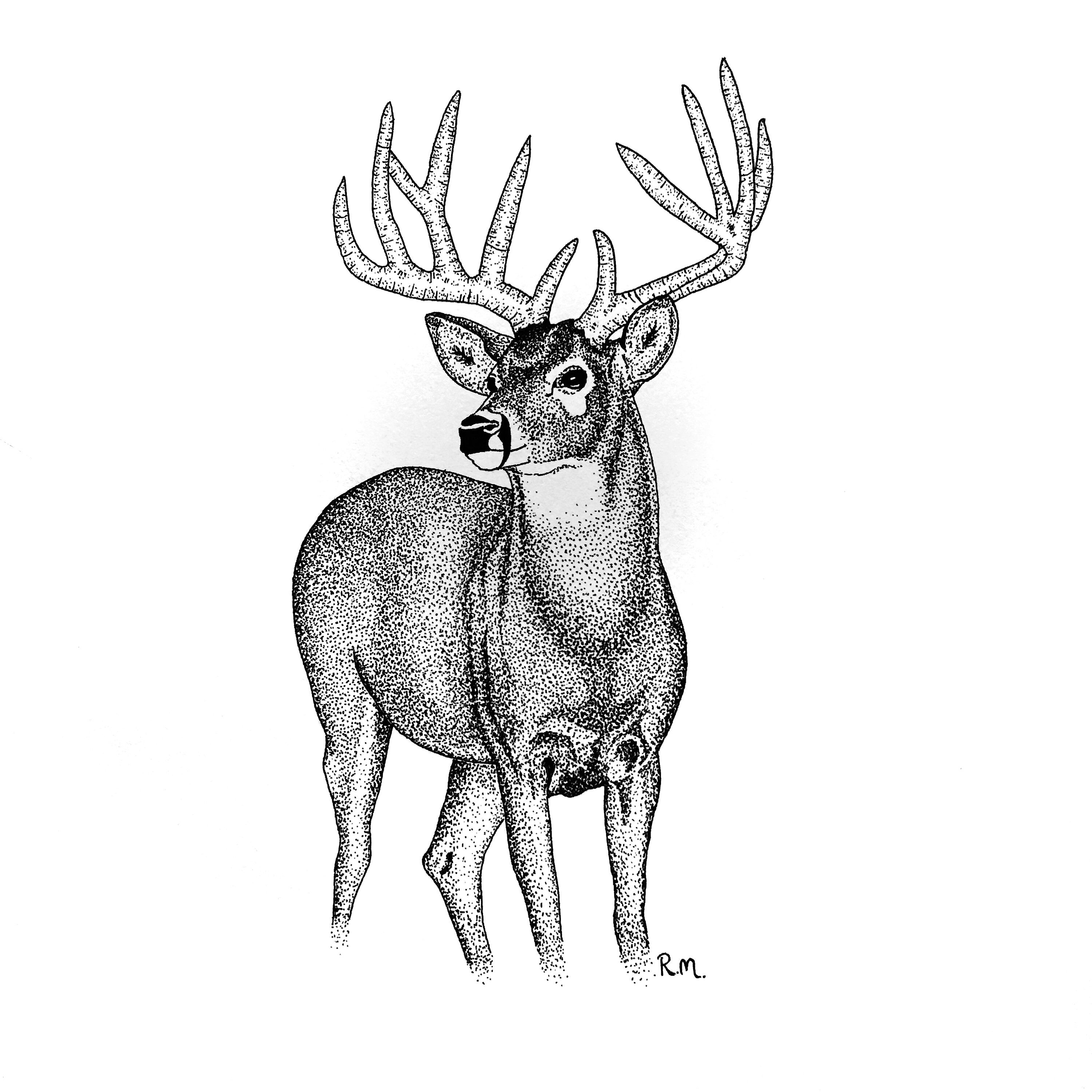 3000x3000 Daily Drawing Deer For Free Download