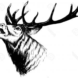 300x300 Hand Drawn Image Big White Tail Soidergi