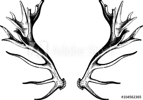 500x349 Vintage Drawing Deer Antlers