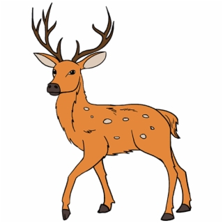 320x320 Hd Red Deer Gray Wolf Drawing