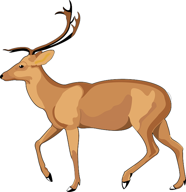 620x640 impala drawing deer transparent png clipart free download