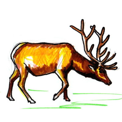 400x400 How To Draw A Deer