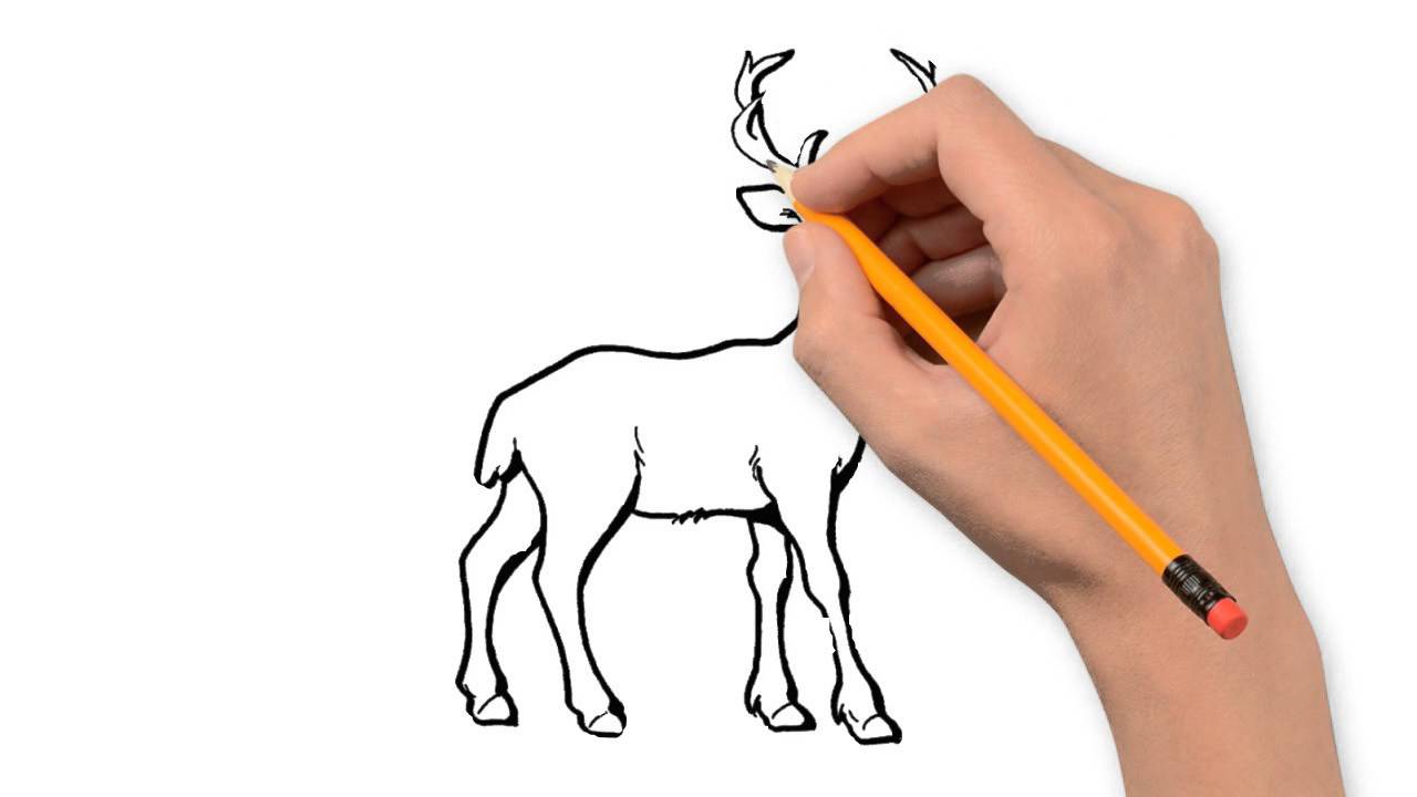 1280x720 Deer Animals Pencil To Draw Step