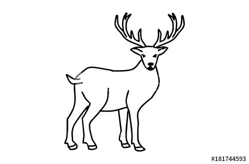 500x330 Deer Drawings For Kids