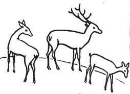 254x184 How To Draw Deer Step