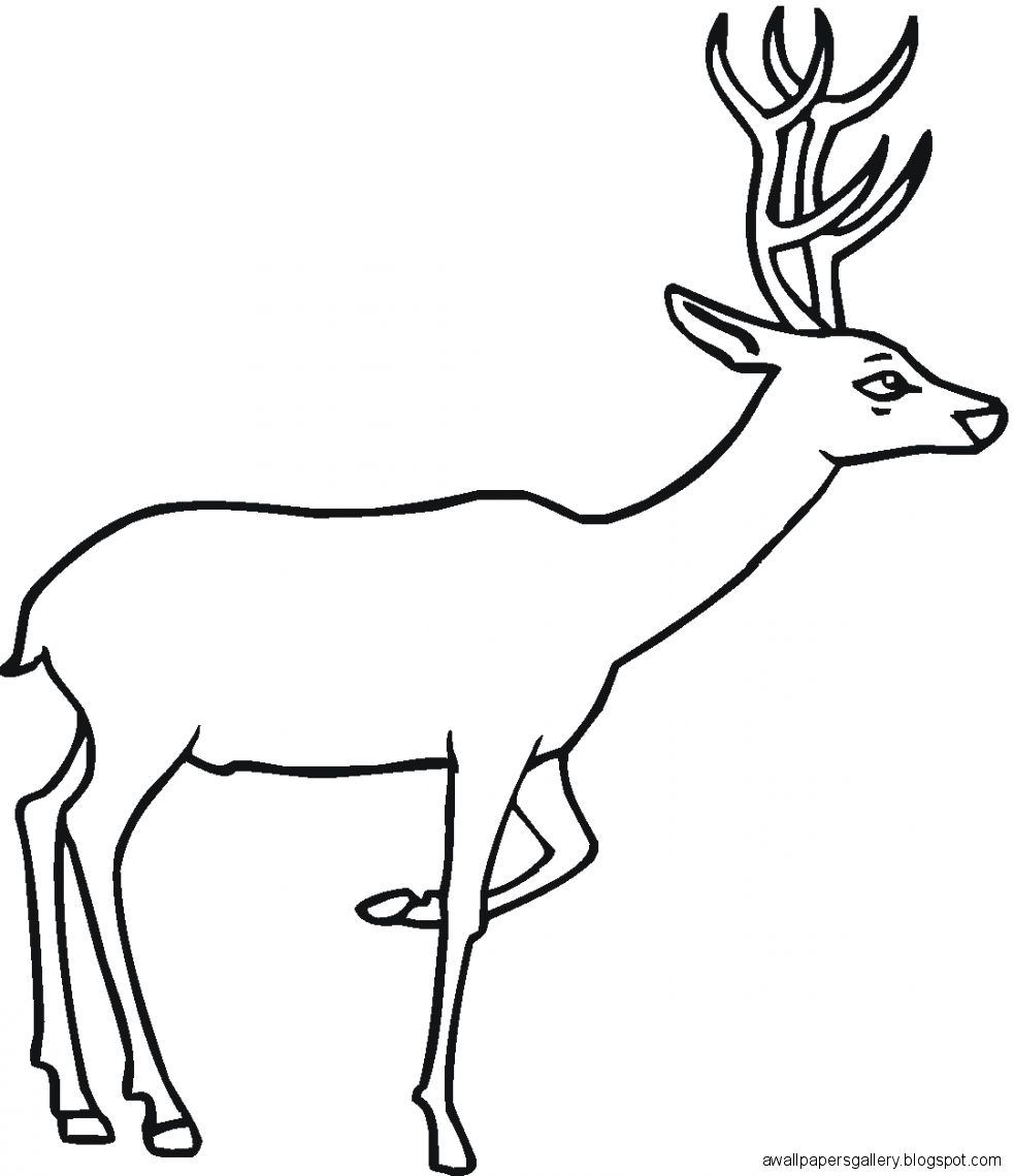 983x1140 Deer Drawing For Kids Wallpapers Gallery