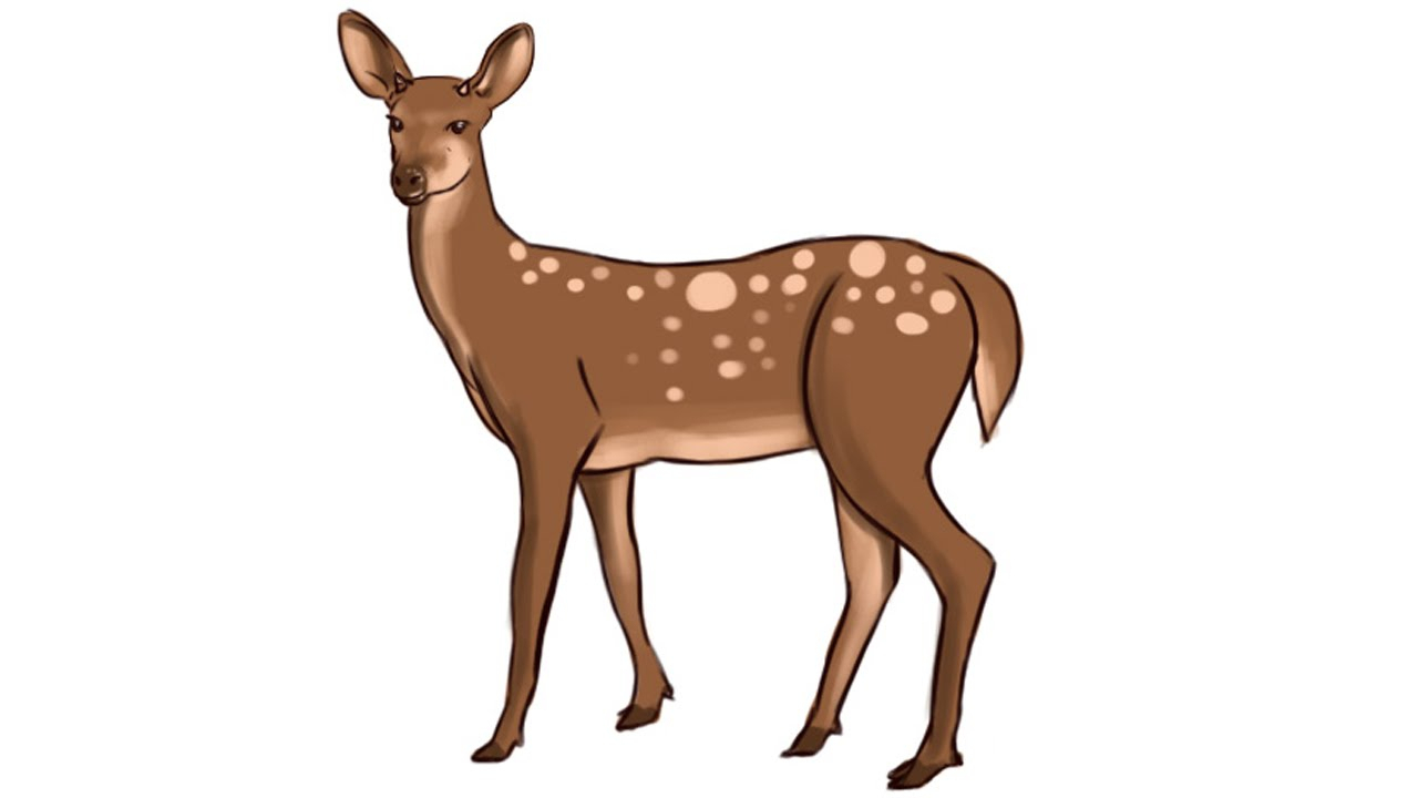 1280x720 Deer Drawing For Kids And How To Draw A Deer Stepstep For Kids