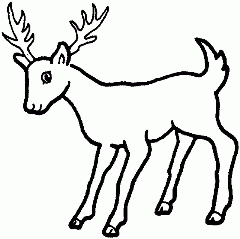 800x796 Deer Drawings For Kids