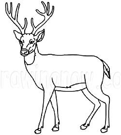 250x278 Huge Collection Of 'deer Drawing Easy' Download More Than