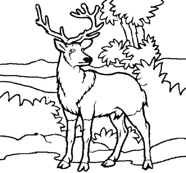 650x604 Printable Deer Coloring Pictures