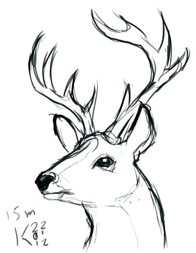 Deer Drawing Images | Free download on ClipArtMag