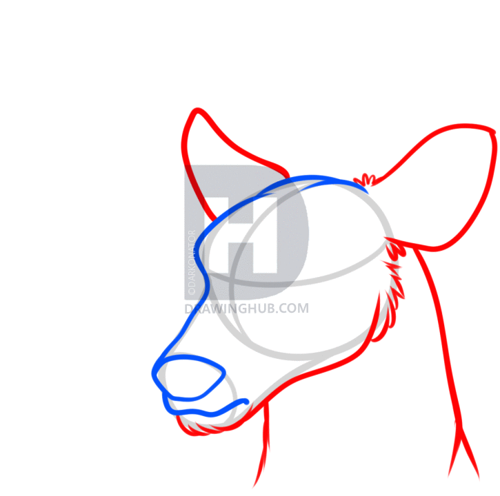 725x720 How To Draw A Deer Head, Step