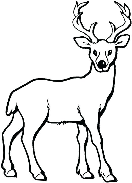 521x720 Deer Drawings For Kids