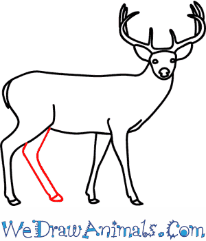 300x350 How To Draw A Buck Deer