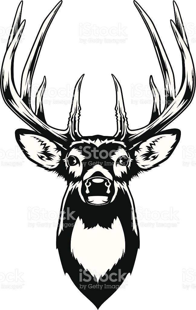 648x1024 Black And White Illustration Of A White Tailed Deer Buck's Head