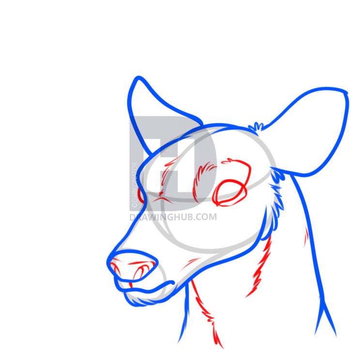725x720 How To Draw A Deer Head, Step