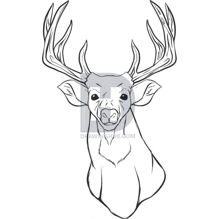 720x720 How To Draw A Realistic Deer, Draw Real Deer, Step