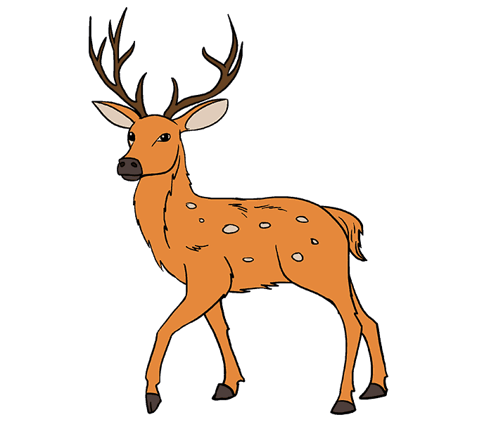 678x600 How To Draw A Deer In A Few Easy Steps Easy Drawing Guides