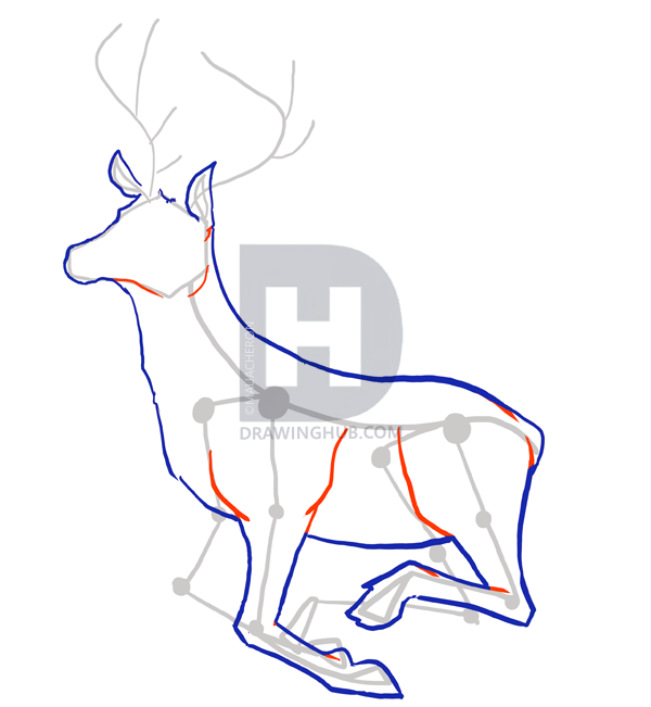 600x651 How To Draw Deer, Drawing Deer, Step