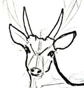 287x300 How To Draw A Deer
