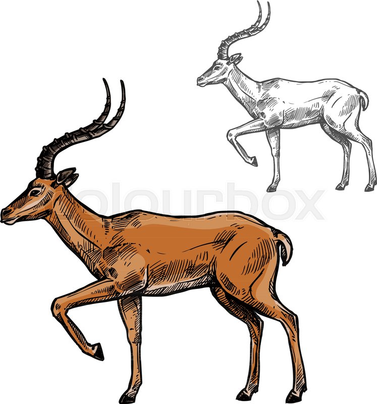 747x800 Gazelle Or Antelope Sketch Of African Stock Vector Colourbox