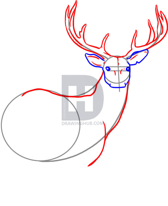 586x720 How To Draw A Deer, Step